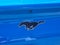 2022 Ford Mustang Mach-E California Route 1
